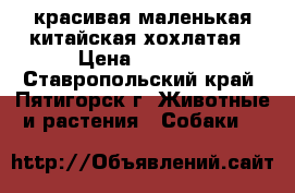   красивая маленькая китайская хохлатая › Цена ­ 4 555 - Ставропольский край, Пятигорск г. Животные и растения » Собаки   